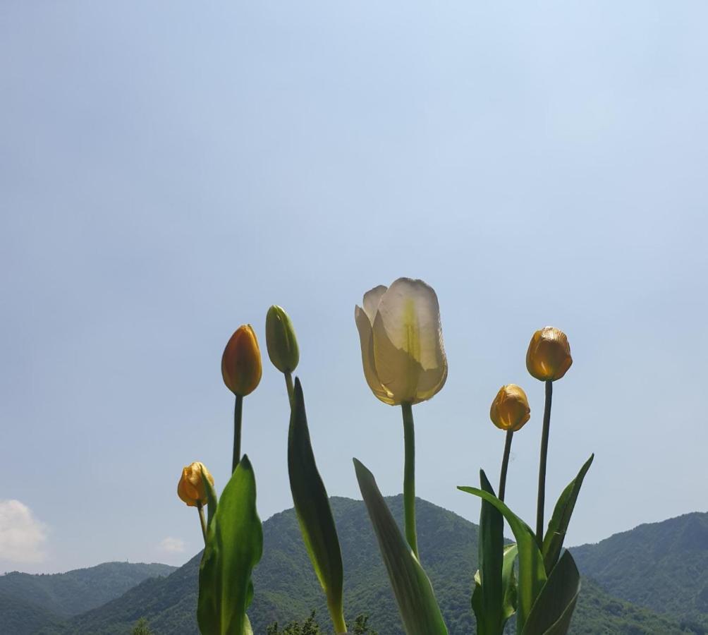 B&B Tulipano Crone Exteriér fotografie